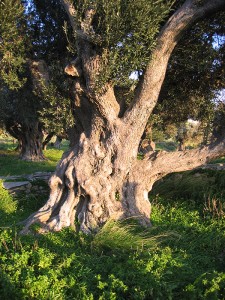 Olive_tree_Karystos3
